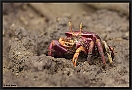 purple Fiddler Crab MG 6752 kopie